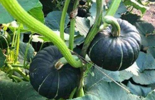 网红阿姨在网上吃瓜